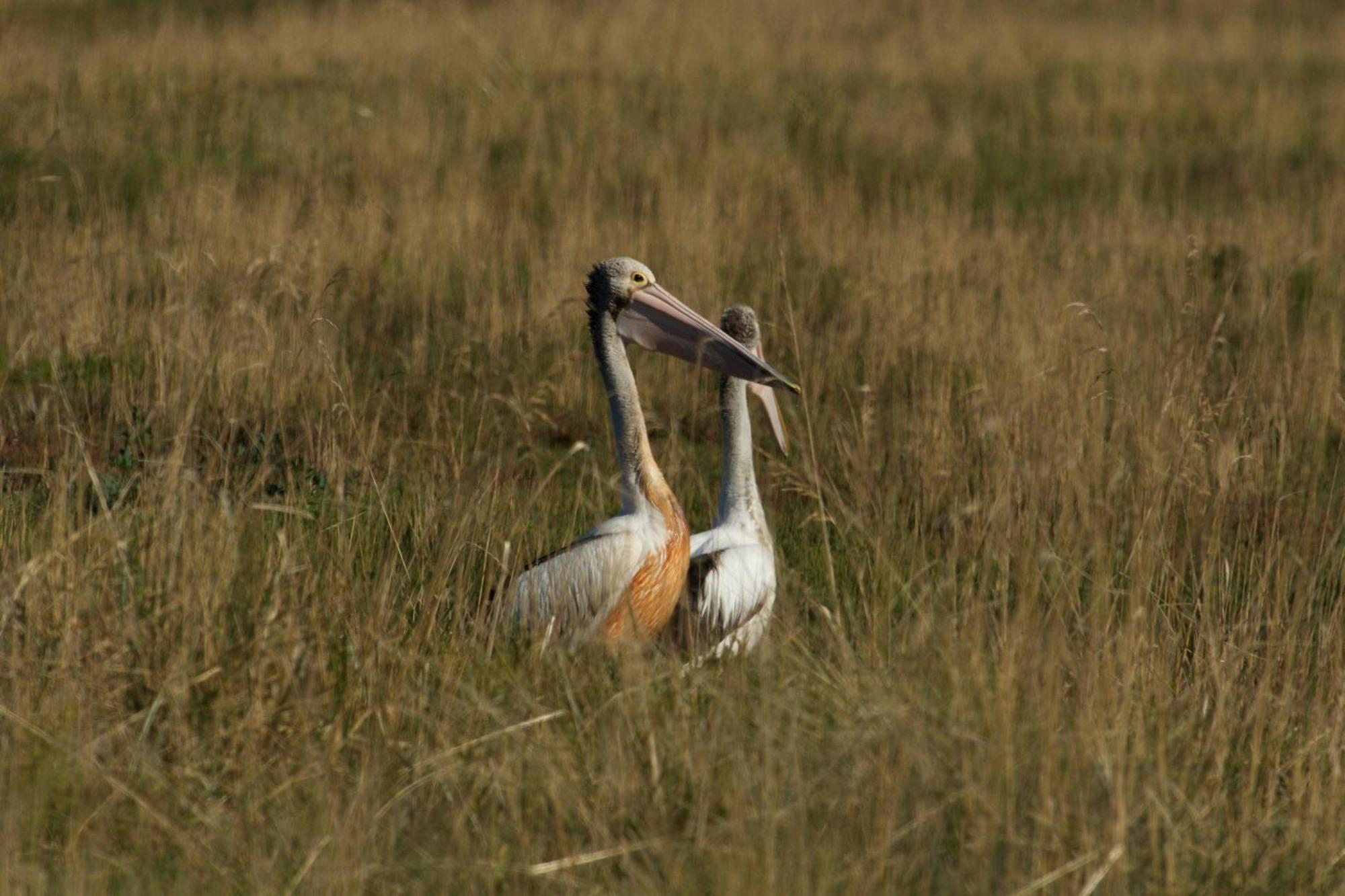 Pelican Point Sanctuary St Helens Dış mekan fotoğraf