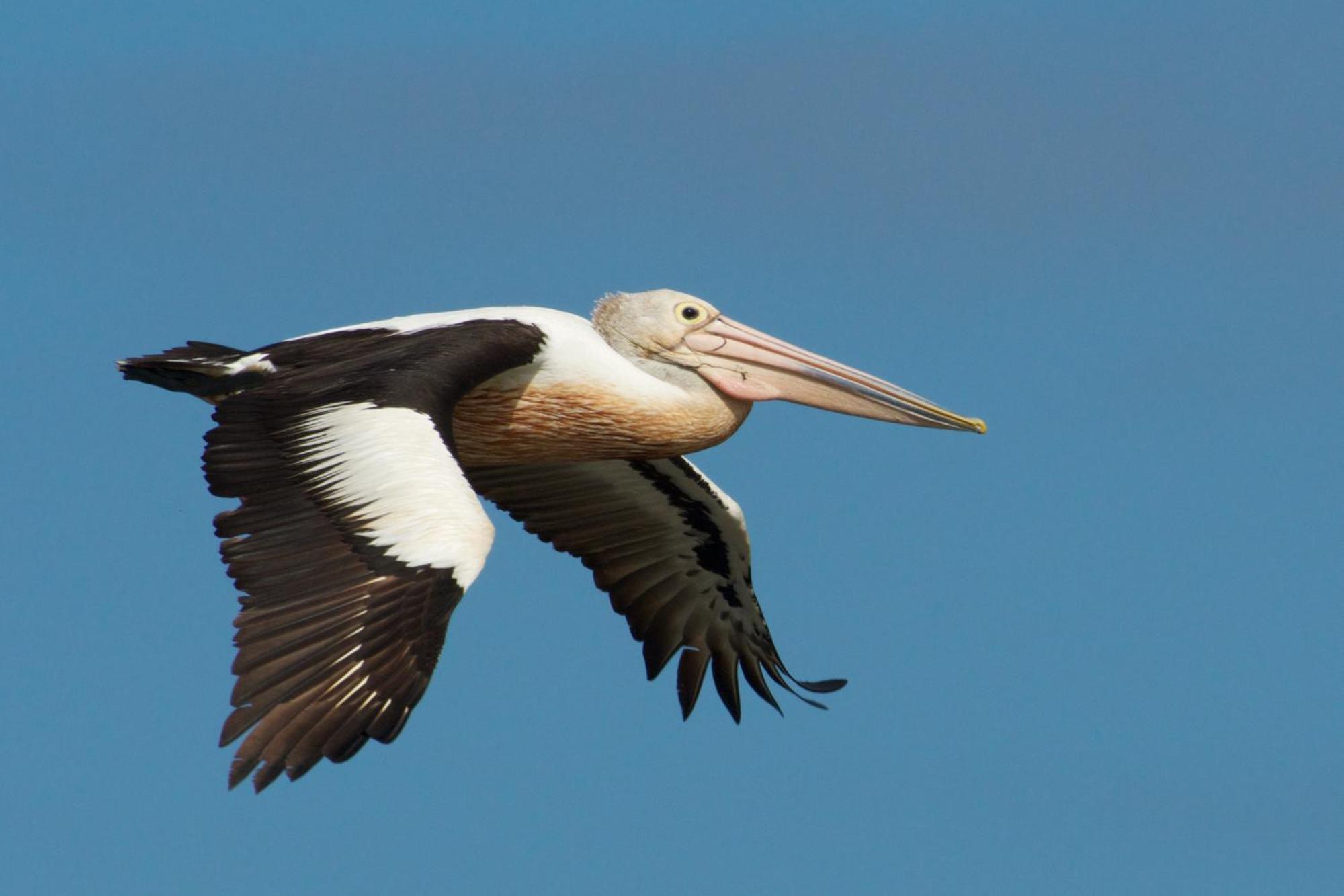 Pelican Point Sanctuary St Helens Dış mekan fotoğraf