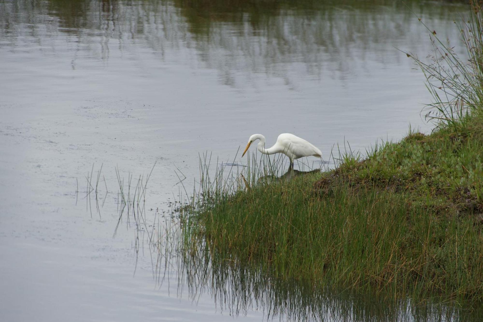 Pelican Point Sanctuary St Helens Dış mekan fotoğraf