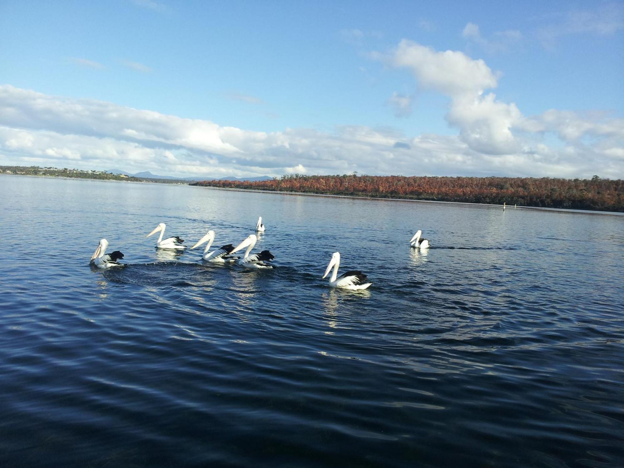 Pelican Point Sanctuary St Helens Dış mekan fotoğraf
